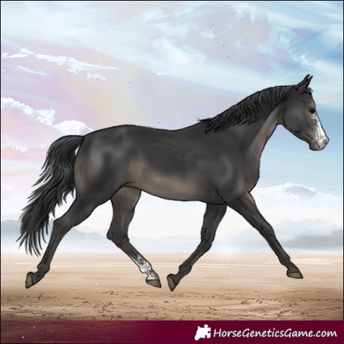 Horse Color:Black Sabino Rabicano