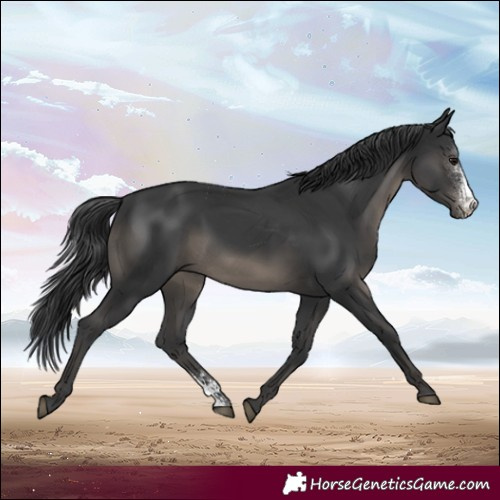 Horse Color:Black Sabino Rabicano 