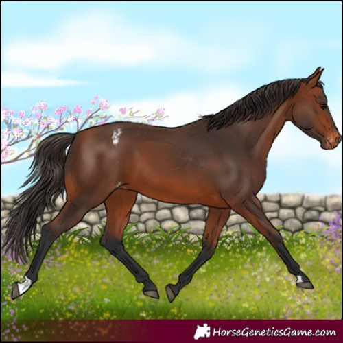 Horse Color:Bay Appaloosa 