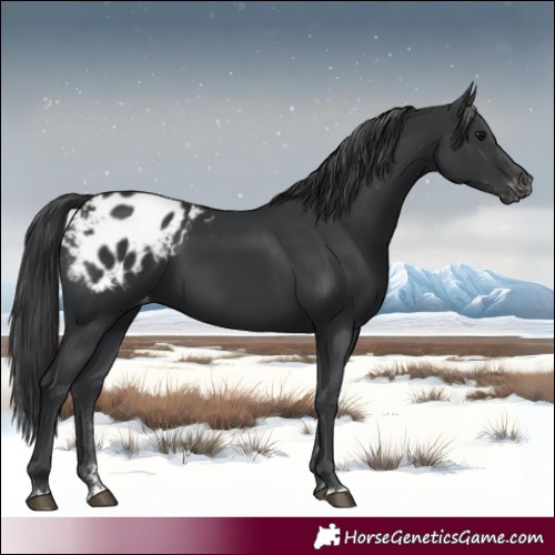 Horse Color:Black Appaloosa 