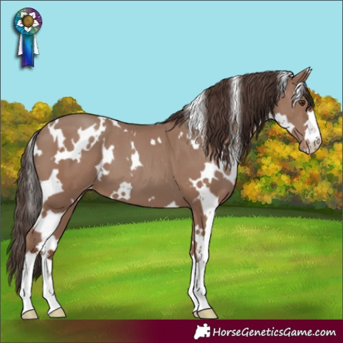 Horse Color:White Spotted Classic Champagne Appaloosa