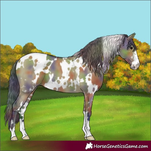 Horse Color:Nacre White Spotted Grullo Appaloosa 