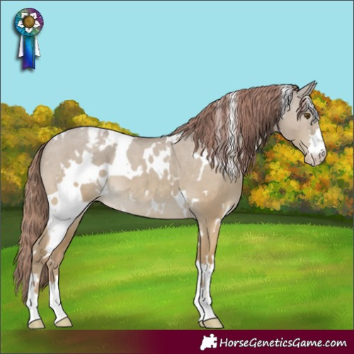 Horse Color:White Spotted Classic Cream Champagne Dun Appaloosa