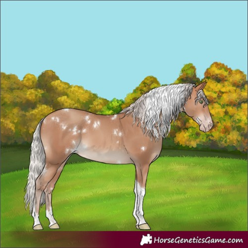 Horse Color:White Spotted Silver Amber Champagne Tobiano Rabicano 