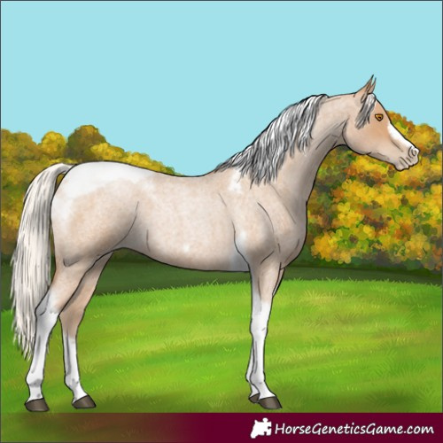Horse Color:Silver Blue Roan Pearl Tobiano Frame