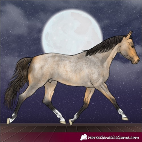 Horse Color:Buckskin Roan 