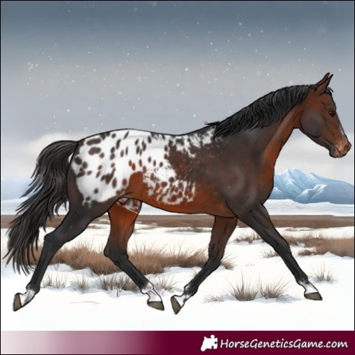 Horse Color:Brown Appaloosa 