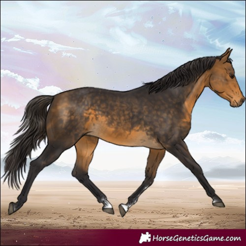 Horse Color:Buckskin 