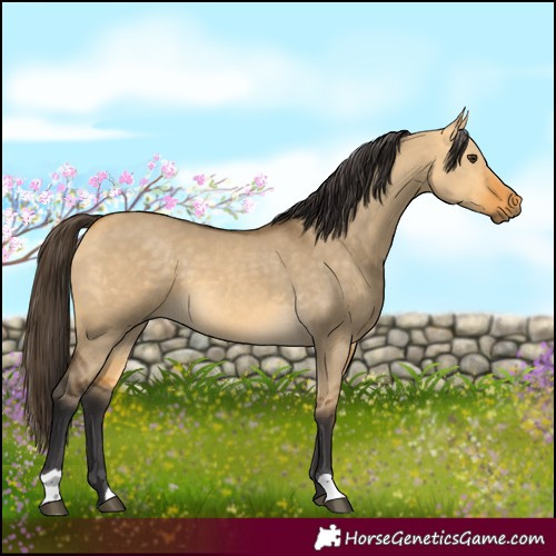 Horse Color:Buckskin Dun 