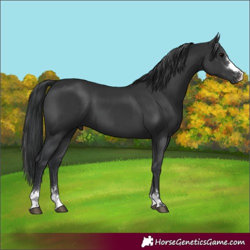 Horse Color:Black 