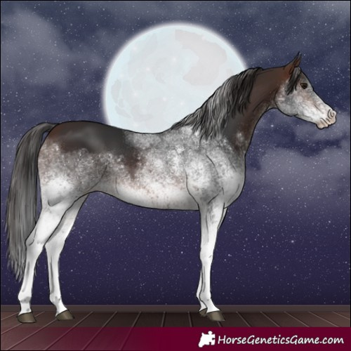 Horse Color:White Spotted Brown
