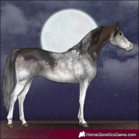 Horse Color:White Spotted Brown