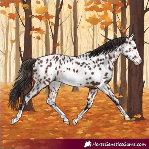 Horse Color:Bay Frame Appaloosa