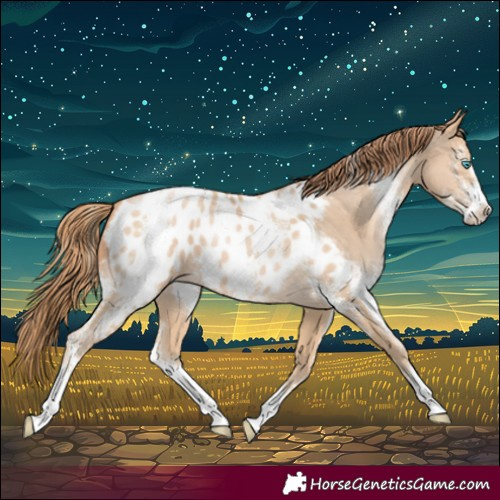 Horse Color:Buckskin Pearl Sabino Blanket