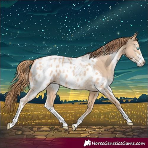 Horse Color:Buckskin Pearl Sabino Appaloosa