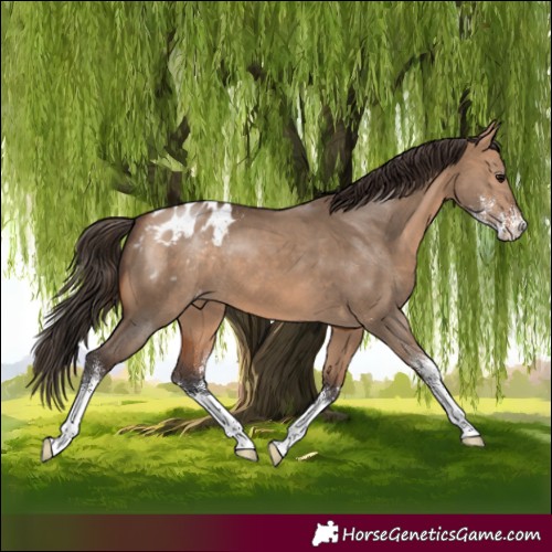 Horse Color:Bay Dun Sabino Appaloosa 