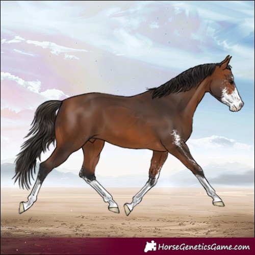 Horse Color:Bay Sabino 