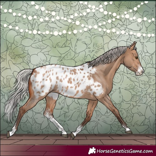 Horse Color:Silver Brown Dun Sabino Appaloosa