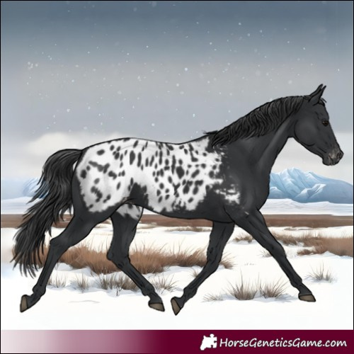 Horse Color:Black Appaloosa 