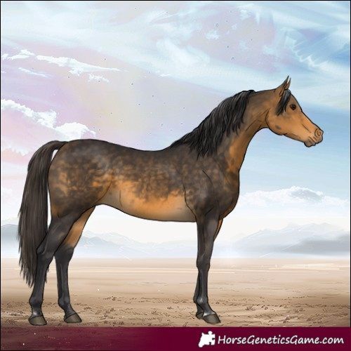 Horse Color:Buckskin 