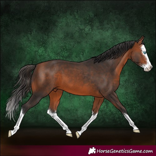 Horse Color:Bay Splash 