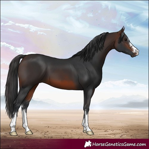 Horse Color:Brown 