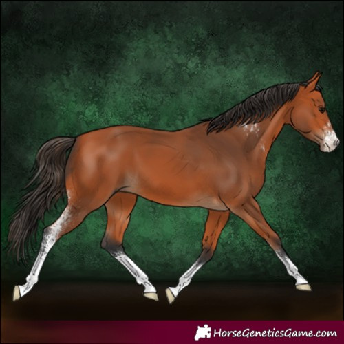 Horse Color:Bay Sabino