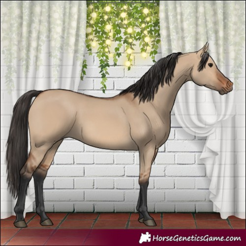 Horse Color:Bay Dun