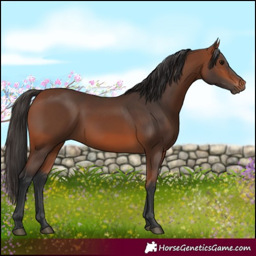 Horse Color:Bay Rabicano 