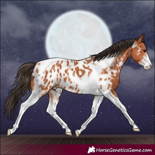Horse Color:Bay Sabino Tobiano Appaloosa 