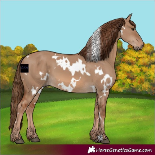 Horse Color:White Spotted Red Dun