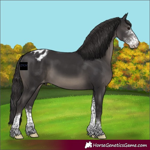 Horse Color:Smoky Black Sabino Tobiano Appaloosa 