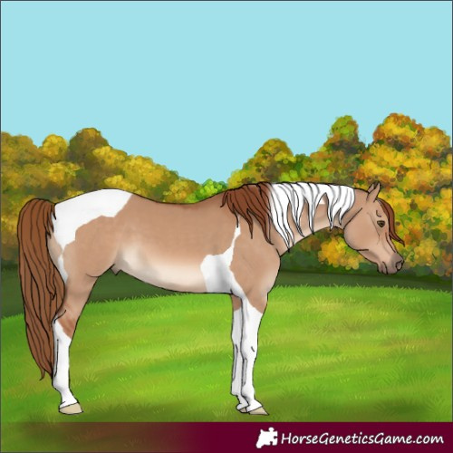 Horse Color:Red Dun Tobiano 