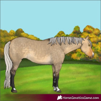 Horse Color:Silver Buckskin Dun 