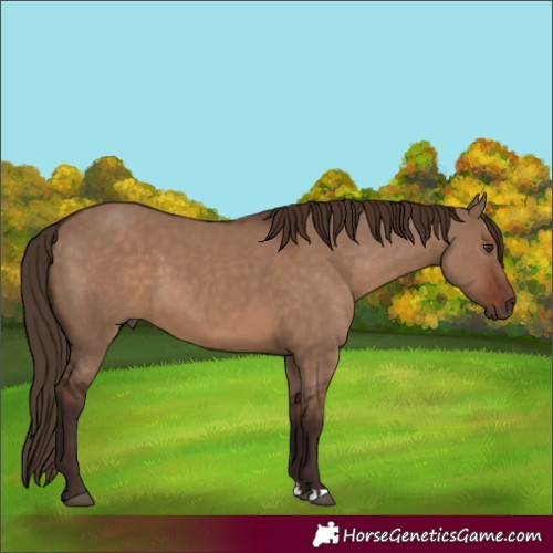 Horse Color:Liver Red Dun