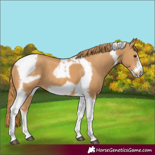 Horse Color:Chestnut Tobiano Frame 