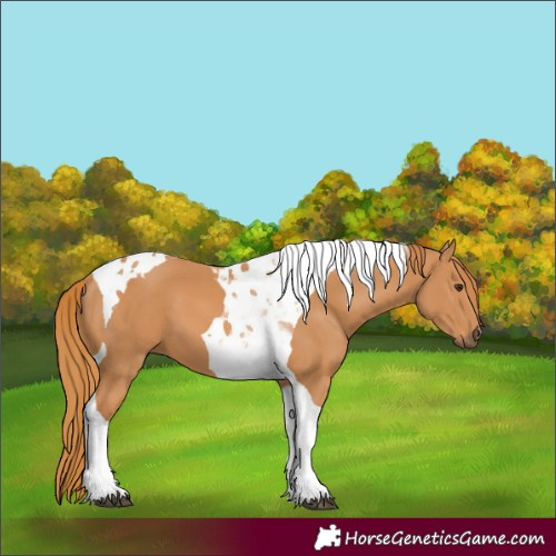 Horse Color:Chestnut Tobiano 