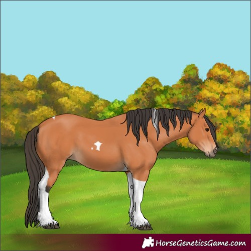 Horse Color:Bay Tobiano