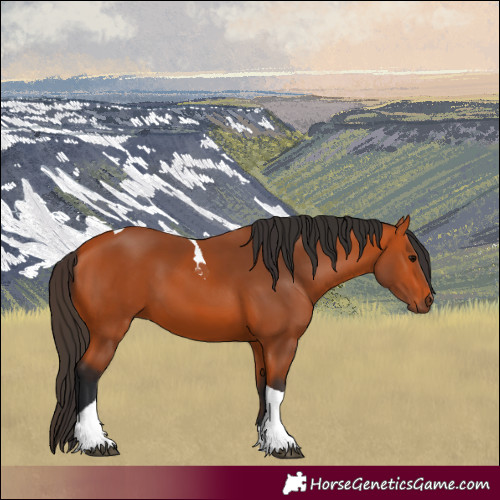 Horse Color:Bay Tobiano 