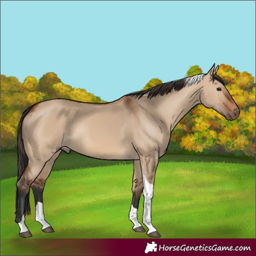 Horse Color:Bay Dun Tobiano Rabicano