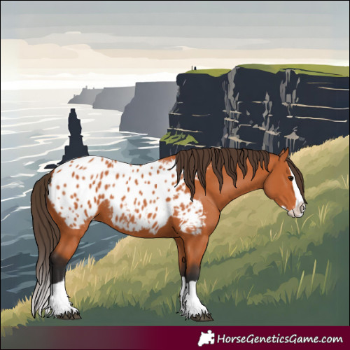 Horse Color:Bay Splash Appaloosa 