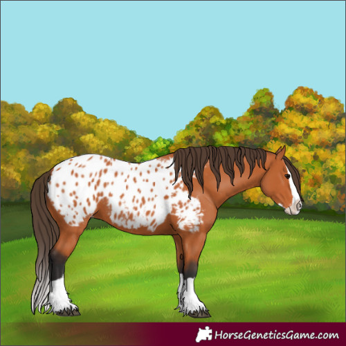 Horse Color:Bay Splash Appaloosa 