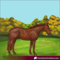 Horse Color:Chestnut 