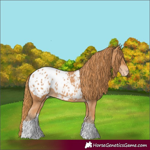 Horse Color:Chestnut Tobiano Appaloosa 
