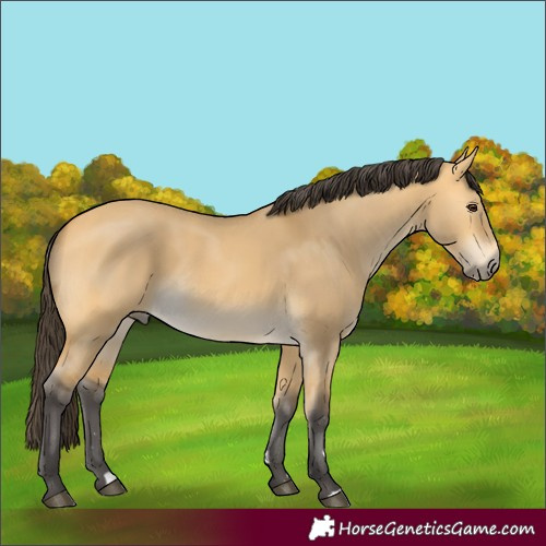 Horse Color:Buckskin Dun 