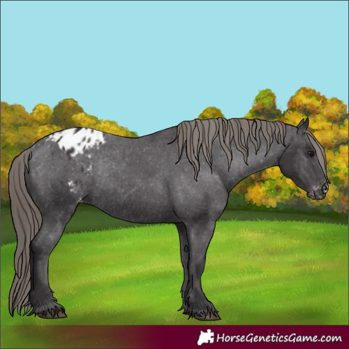 Horse Color:Smoky Black Appaloosa Rabicano 