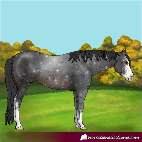 Horse Color:Brown Sabino 