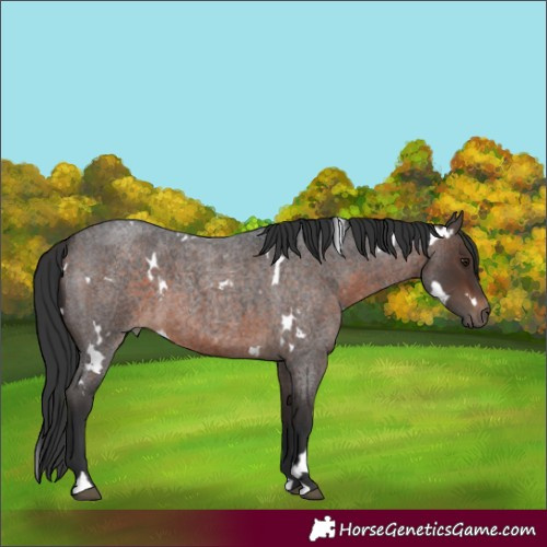 Horse Color:White Spotted Brown Roan