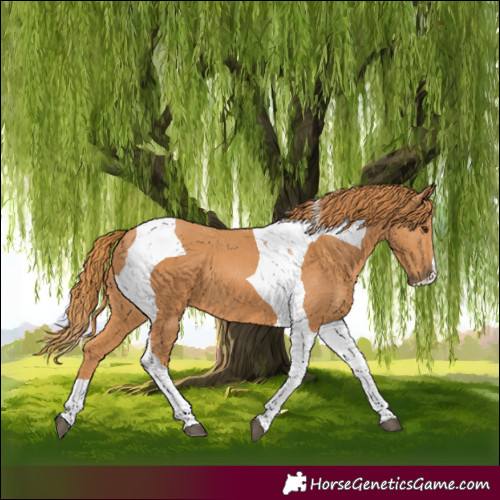 Horse Color:Chestnut Tobiano