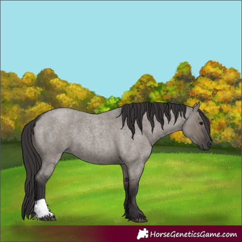 Horse Color:Unknown 